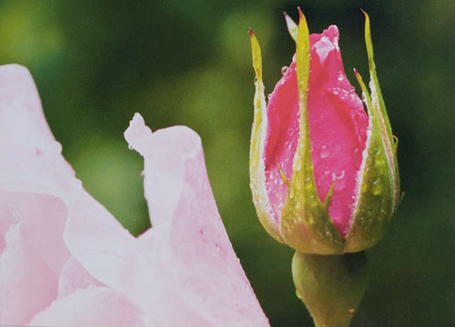 Kiefer, Mund und Augen